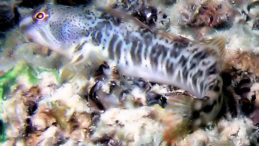 Salaria fluviatilis_06.jpg